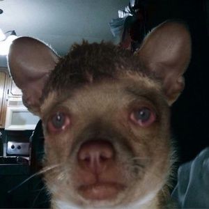 Meet your Posher, Mason